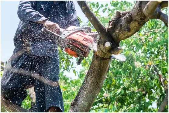 tree services Rosser